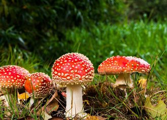Pilze im Herbstwald 
