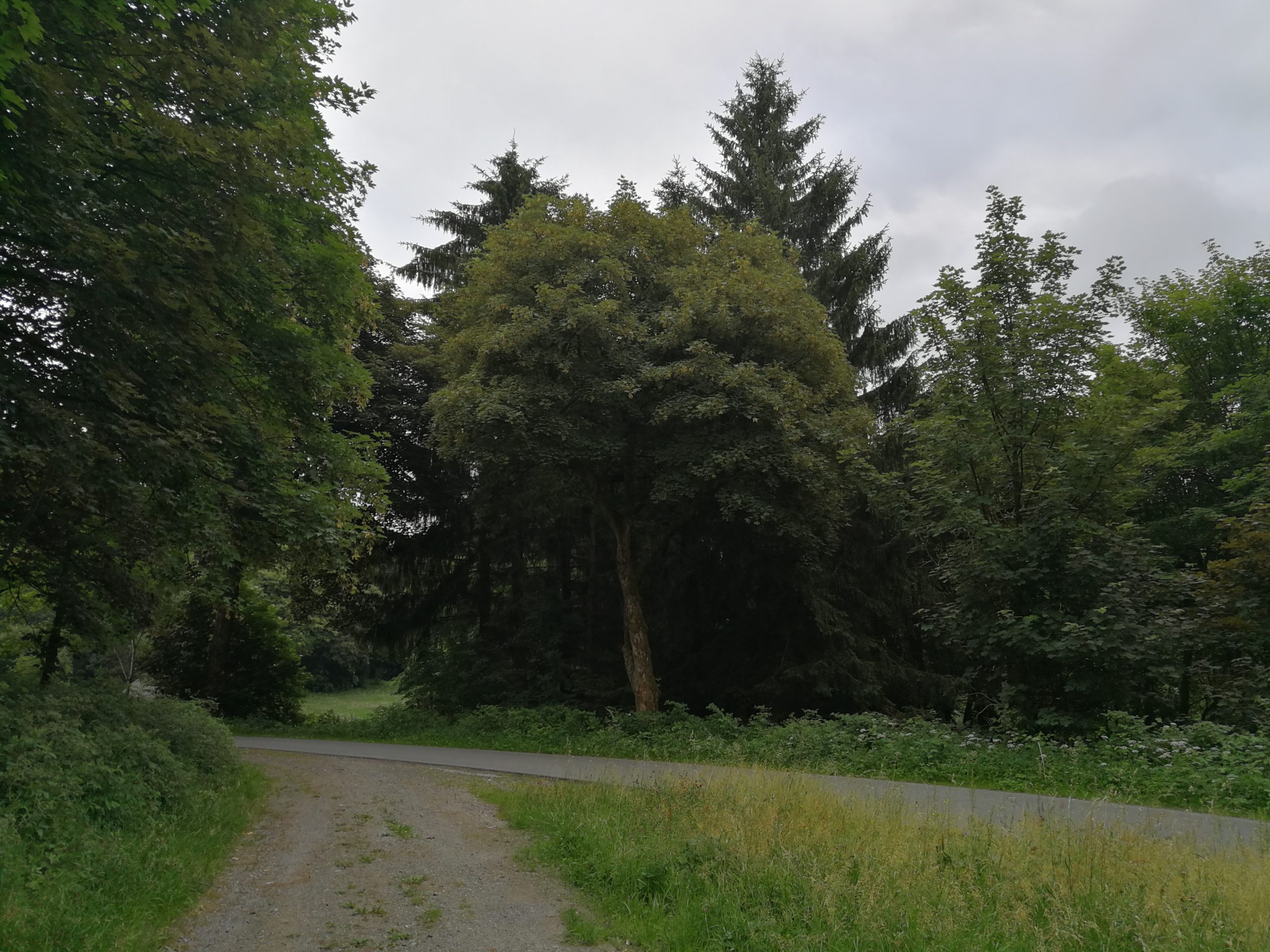 Sommerwald Clausthal-Zellerfeld